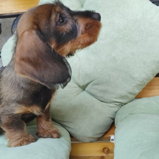 Raza de perro Perla Edda vom Ordensjaeger