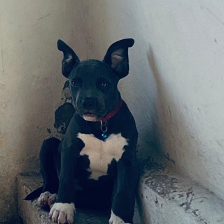 Dog breed Zeus