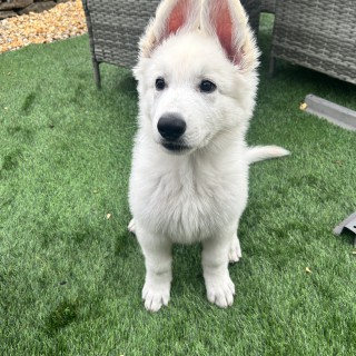 Raza de perro Apollo