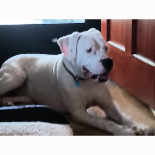 Raza de perro Biggie