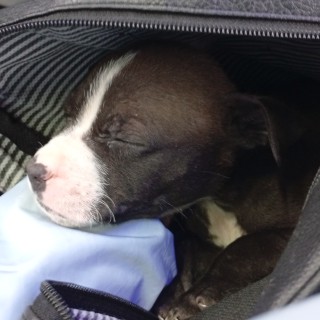 Raza de perro Chimuelo