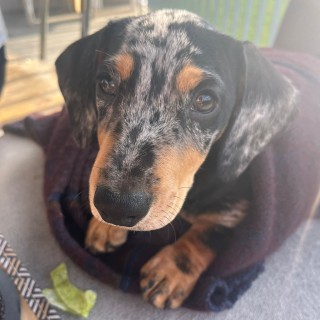 Raza de perro Charlie