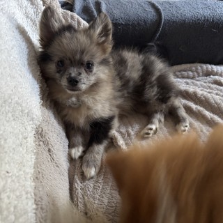 Raza de perro Kawaï