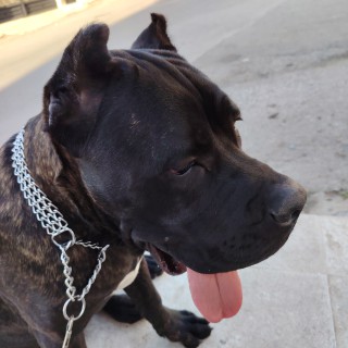 Raza de perro Achille