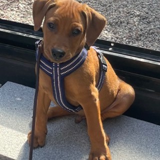 Raza de perro Morris