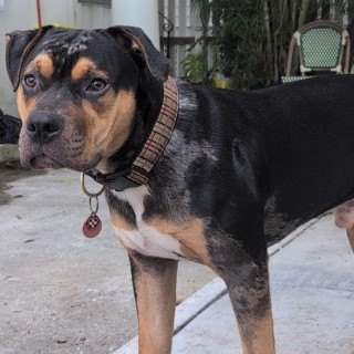 Raza de perro Ernest Hemingway