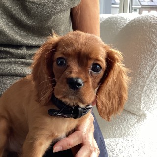 Raza de perro Rookie