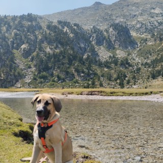 Raza de perro Burpee