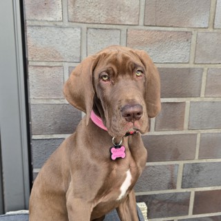 Raza de perro Käthe