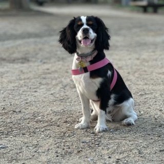 Raza de perro AUSTRIA