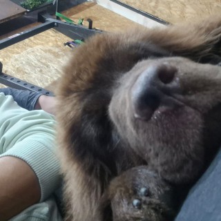 Raza de perro Rey Apolo