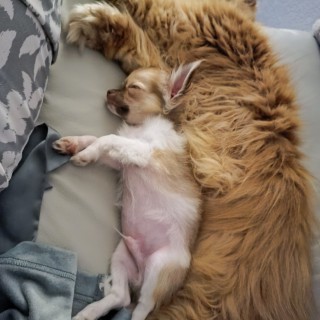 Raza de perro Albert