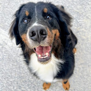 Raza de perro Lord Daryl Dixon