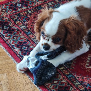 Raza de perro Arthur