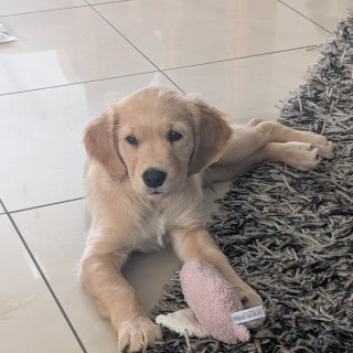 Raza de perro Voodoo