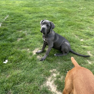 Raza de perro Athéna