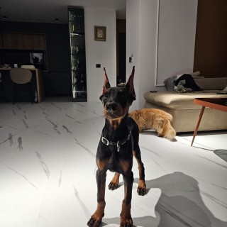 Raza de perro Diesel