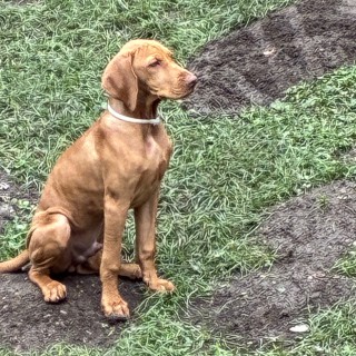 Raza de perro Franzi