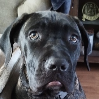 Raza de perro Mootje