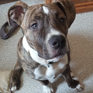 Raza de perro Sherkan