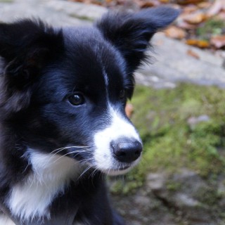 Raza de perro Maverick