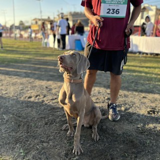 Raza de perro Sebastián