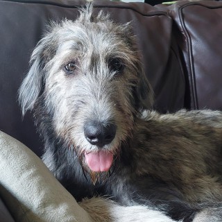 Raza de perro Saeran