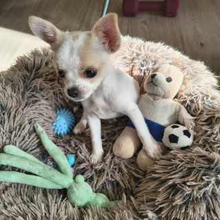 Raza de perro Ceesje