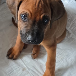 Raza de perro El Roy