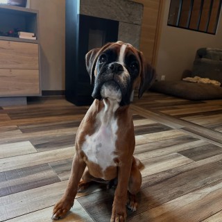 Raza de perro Apollon