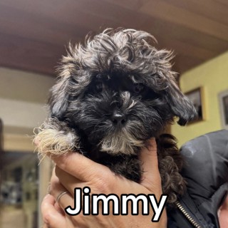 Raza de perro Jimmy