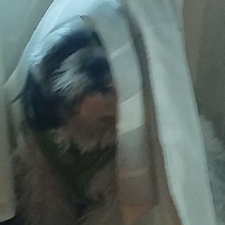 Raza de perro Macondo José