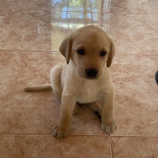 Raza de perro Aramis