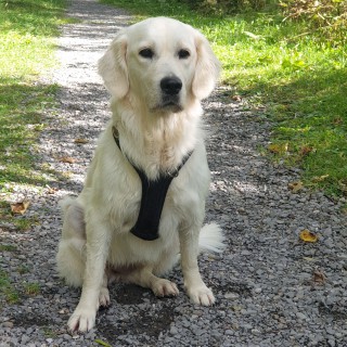 Dog breed Nala