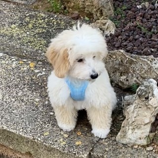 Razza del cane Rocky