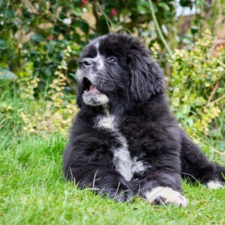 Raza de perro Phoebe