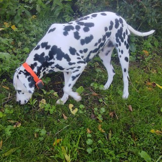 Raza de perro Momo Amina