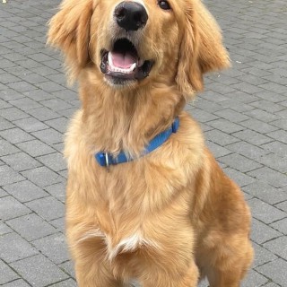 Raza de perro Howard