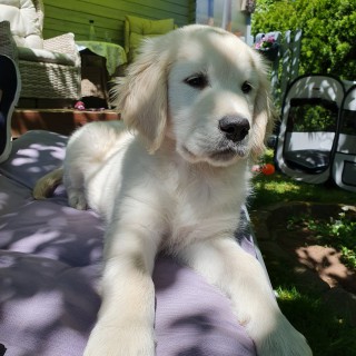 Dog breed Toni