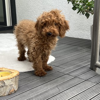 Raza de perro Bommelin