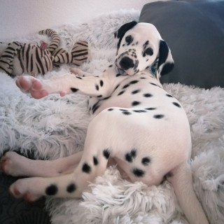 Dog breed Holly