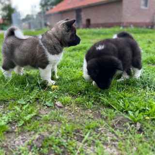 Dog breed Raya
