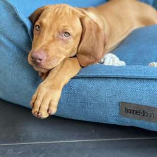 Dog breed Spike