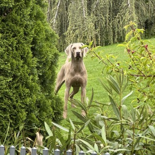 Dog breed Hades