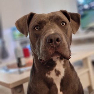 Dog breed Azura