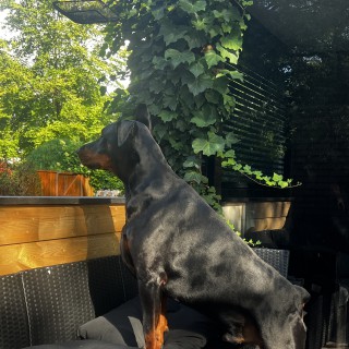 Raza de perro Pablo de grande vinko