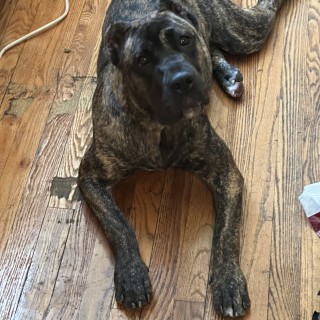 Raza de perro Beulah