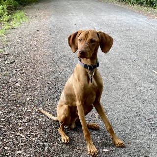 Dog breed Anton