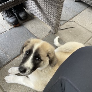 Raza de perro Dünya