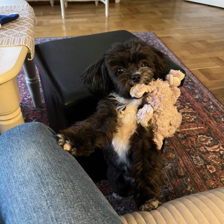 Dog breed Maja